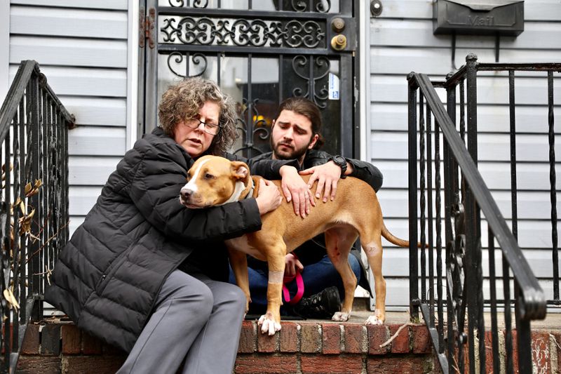 Dog walked home 10 blocs after accident